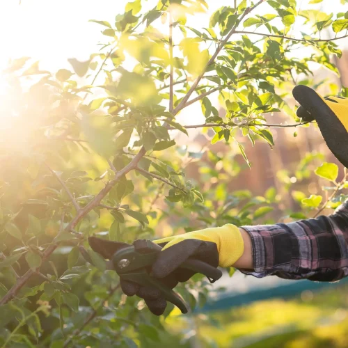 close-up-of-female-gardener-cuts-unnecessary-branc-2026-01-08-06-04-57-utc