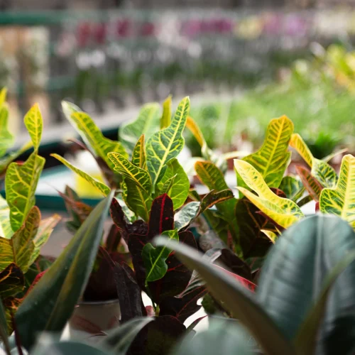 natural-background-from-multicolored-leafs-of-crot-2026-01-07-01-29-14-utc