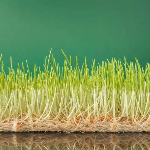 organic-growing-micro-greens-2026-01-08-23-11-32-utc